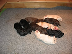 Sunny zusammen mit irhen Geschwistyer