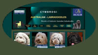 Bildschirmausdruck_Cymbrogi-labradoodles