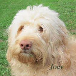 Australian Labradoodle Rüde, Joey 