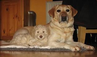 Welpe Sunny mit irhem grosse Freundin Kimmy