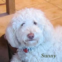 Australian Labradoodle Hündin, Sunny